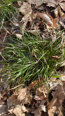 Carex pedunculata