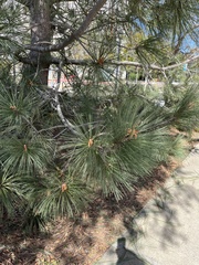Pinus torreyana