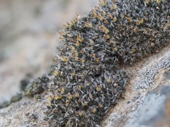 Coscinodon cribrosus