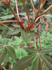 Aesculus pavia