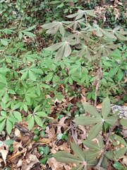 Aesculus pavia