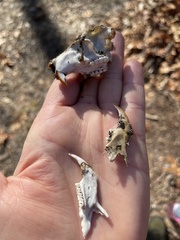 Ondatra zibethicus