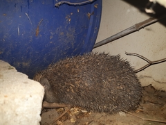 Erinaceus concolor
