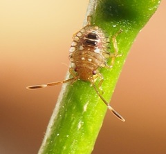 Antiteuchus guianensis