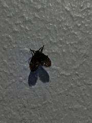 Clogmia albipunctata