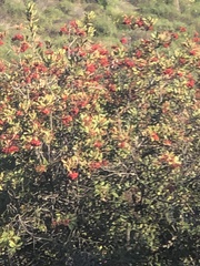 Heteromeles arbutifolia