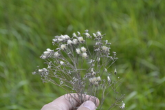 Galatella biflora