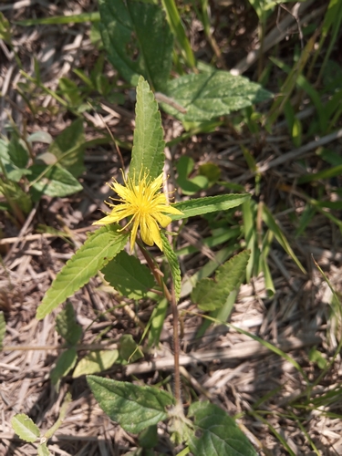 Image of Corchorus orinocensis by (c) Patricio Cowper Coles, some rights reserved (CC BY)