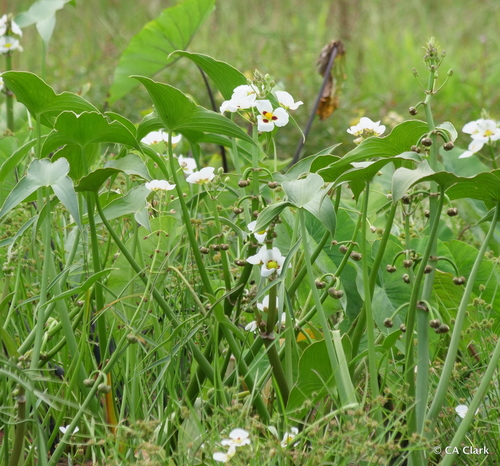 Sagittaria montevidensis