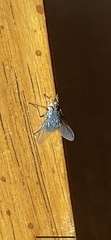 Calliphora vicina