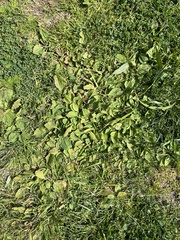 Plantago major