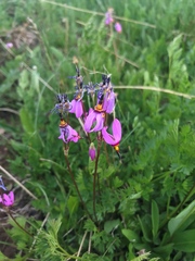 Primula pauciflora pauciflora