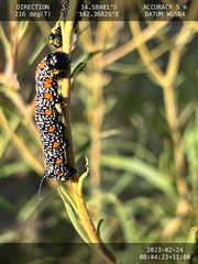 Coenotes eremophilae