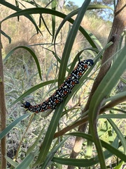 Coenotes eremophilae