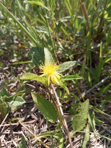 Image of Corchorus orinocensis by (c) Patricio Cowper Coles, some rights reserved (CC BY)