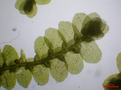 Lejeunea cavifolia