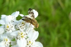 Oxyna flavipennis