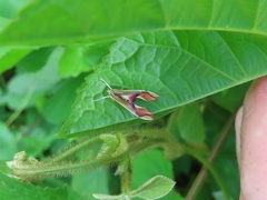 Agathodes designalis