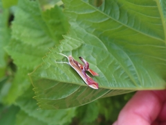 Agathodes designalis