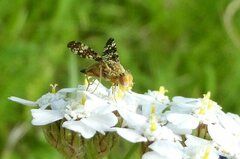 Oxyna flavipennis