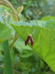 Agathodes designalis