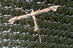 Amblyptilia