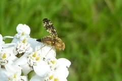 Oxyna flavipennis