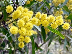 Acacia retinodes