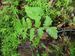 Dryopteris cristata