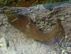 Lepadogaster candolii