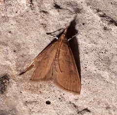 Uresiphita reversalis