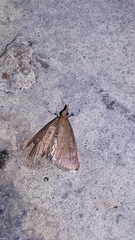 Uresiphita reversalis