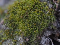 Pleuridium acuminatum
