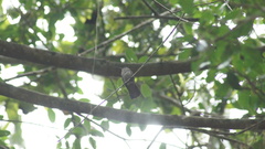 Eupetomena cirrochloris