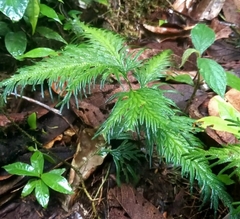 Selaginella arthritica