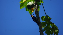 Melanerpes flavifrons