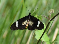 Acraea esebria