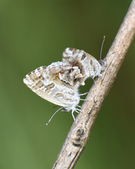 Cacyreus lingeus