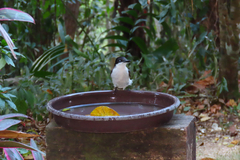 Tyrannus caudifasciatus