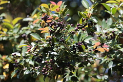 Syzygium formosanum