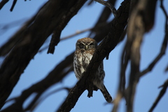 Glaucidium perlatum