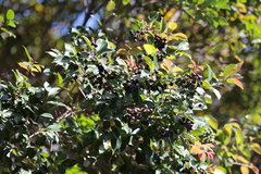 Syzygium formosanum