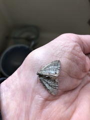 Hydriomena nubilofasciata