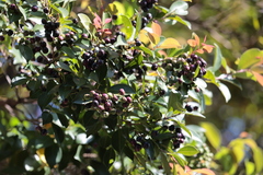 Syzygium formosanum