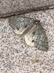 Hydriomena nubilofasciata