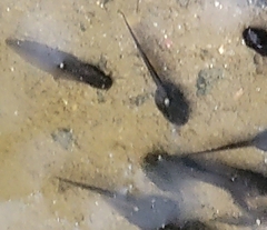 Lithobates sylvaticus