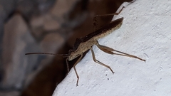 Burtinus notatipennis