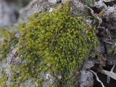 Pleuridium acuminatum