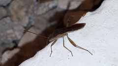 Burtinus notatipennis