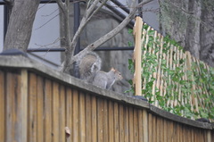 Sciurus carolinensis